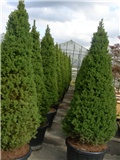 picea glauca conica